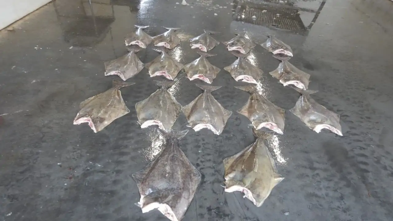 Read more about the article Long investigation leads to halibut fishing charges in Nova Scotia