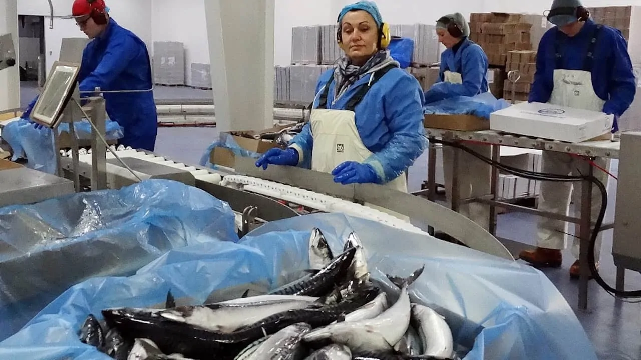 Read more about the article Iceland’s mackerel season takes off