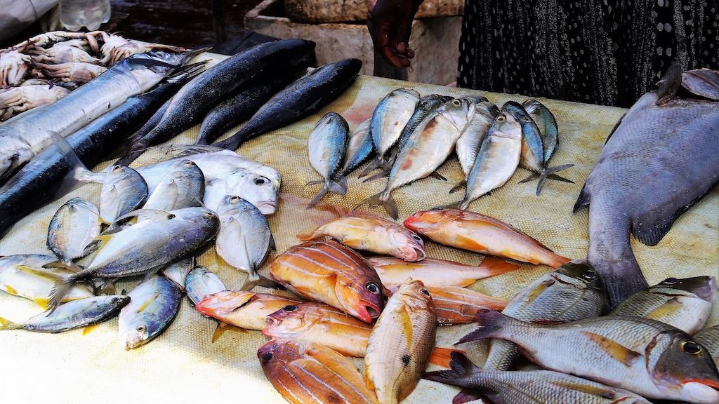 Read more about the article Germany supports FiTI to enhance transparency in global fisheries management