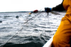 Filey’s netting fishery is threatened by new Environment agency rules - @ Fiskerforum