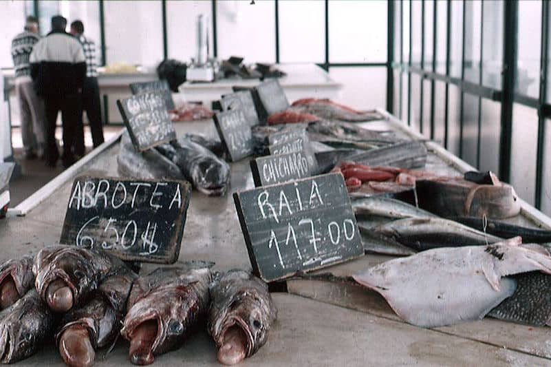 Read more about the article EU must ensure high standards for all fish sold within the Community