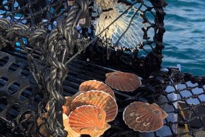 Sustainable scallops dance their way onto restaurant menus