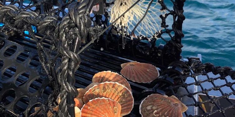 Sustainable scallops dance their way onto restaurant menus