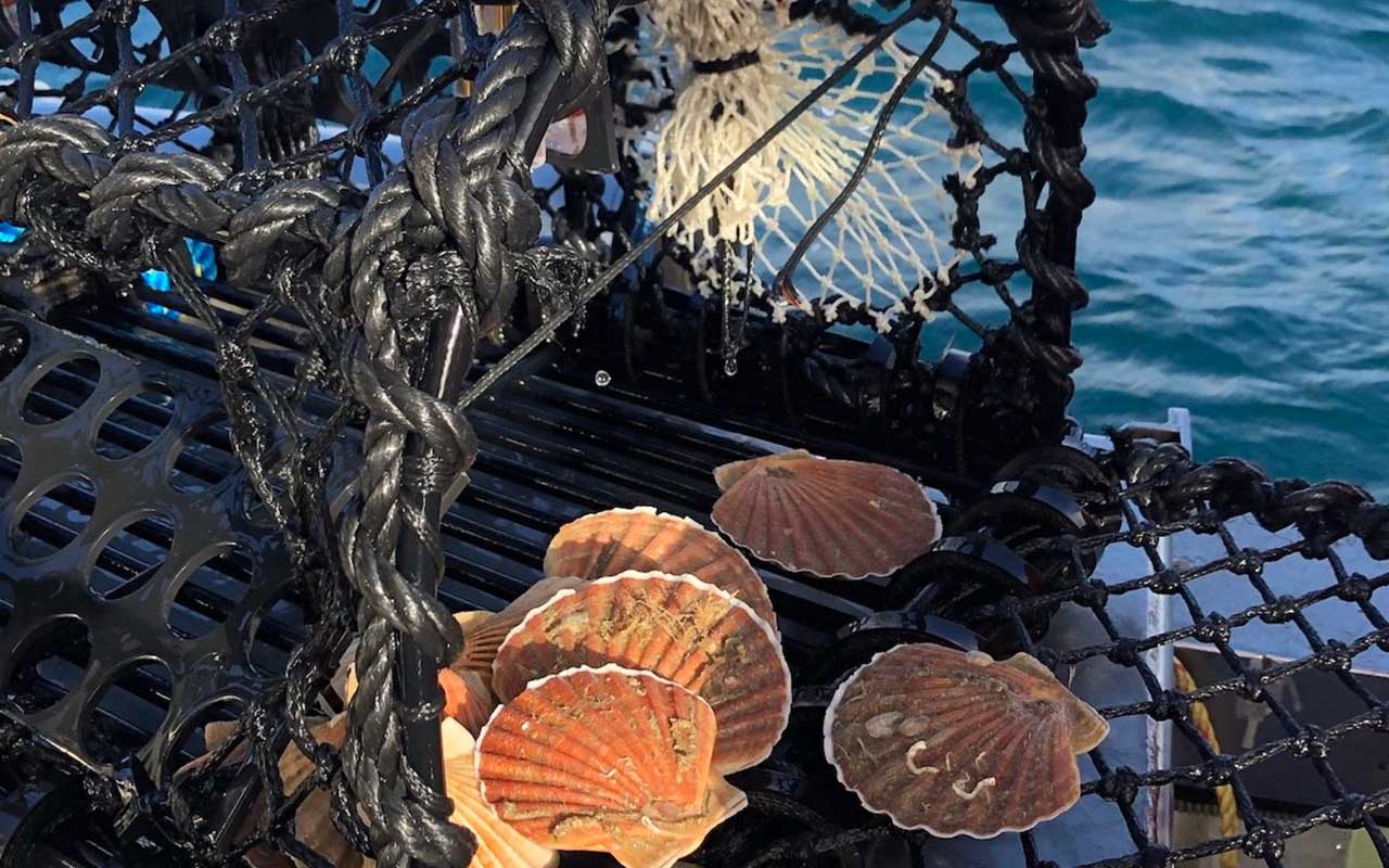 Read more about the article Sustainable scallops dance their way onto restaurant menus