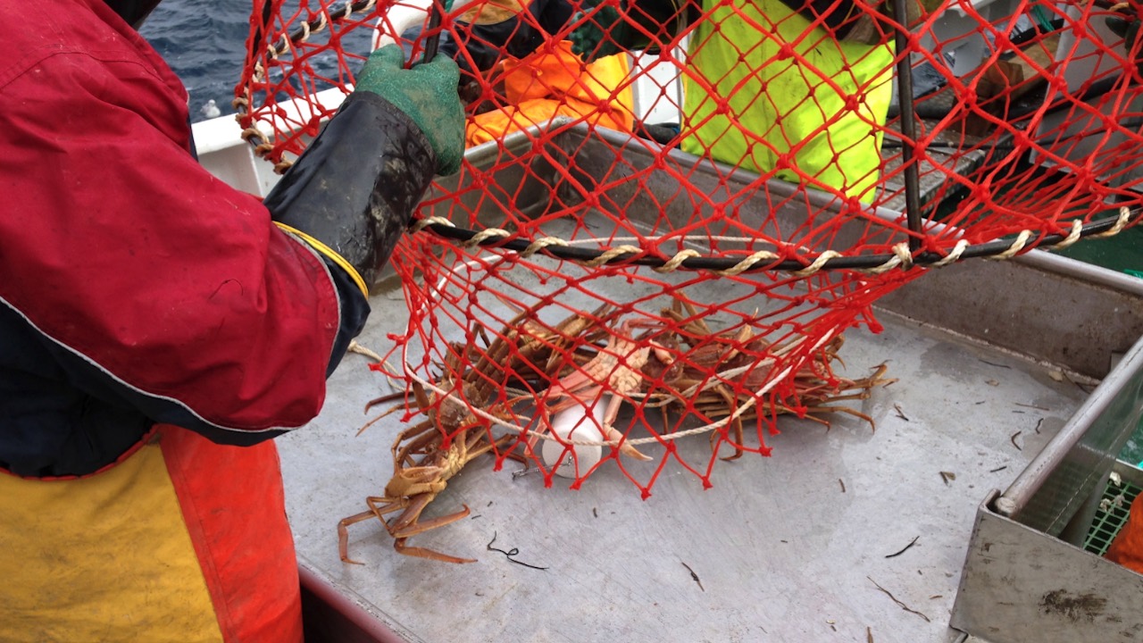 Read more about the article Raising concerns over snow crab survey