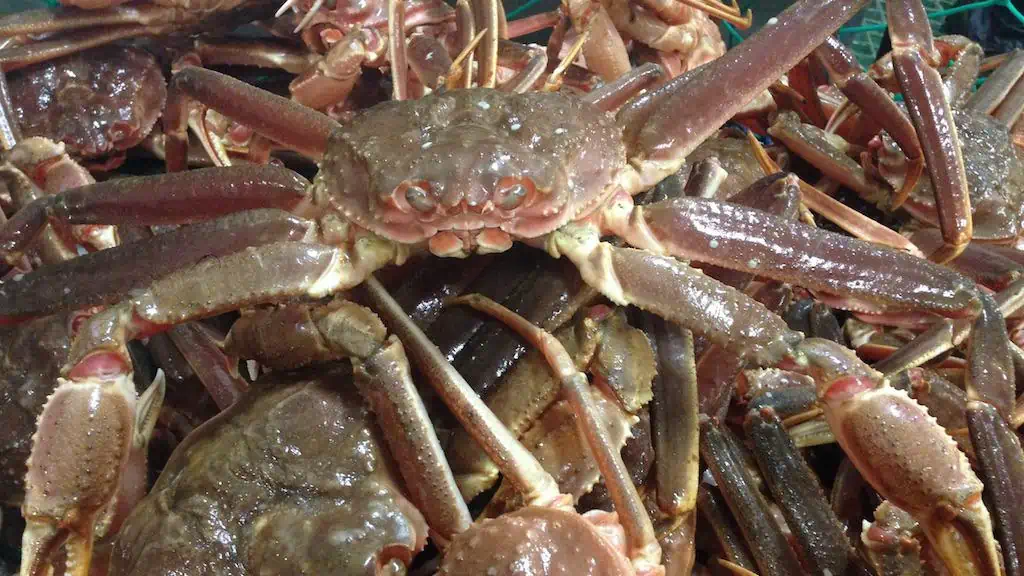 Read more about the article Increased 2023 snow crab quota