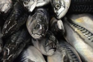 ICES has recommended a 35% in the mackerel fishery next year - @ Fiskerforum