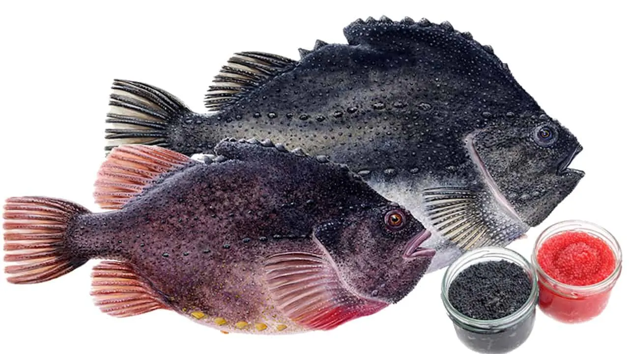 Read more about the article Iceland’s lumpfish fishery regains MSC status