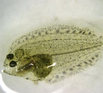 Read more about the article Trial of Skretting’s Gemma Micro formulation