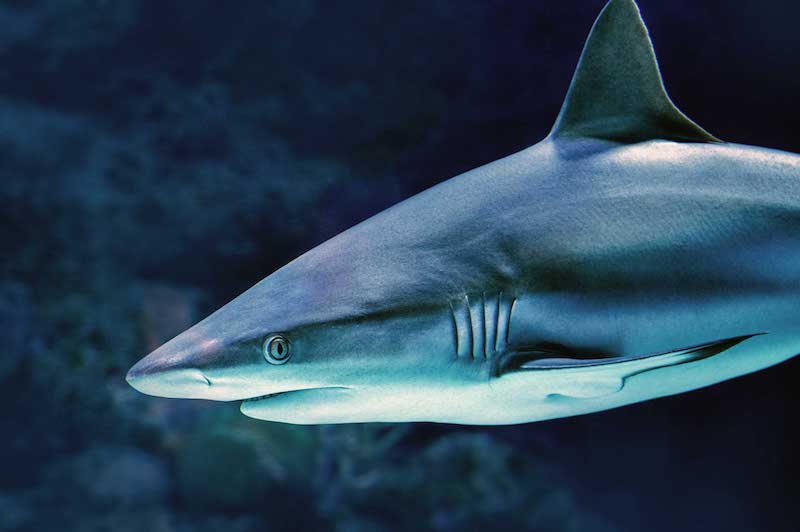 Read more about the article Taking shark fin soup off the menu
