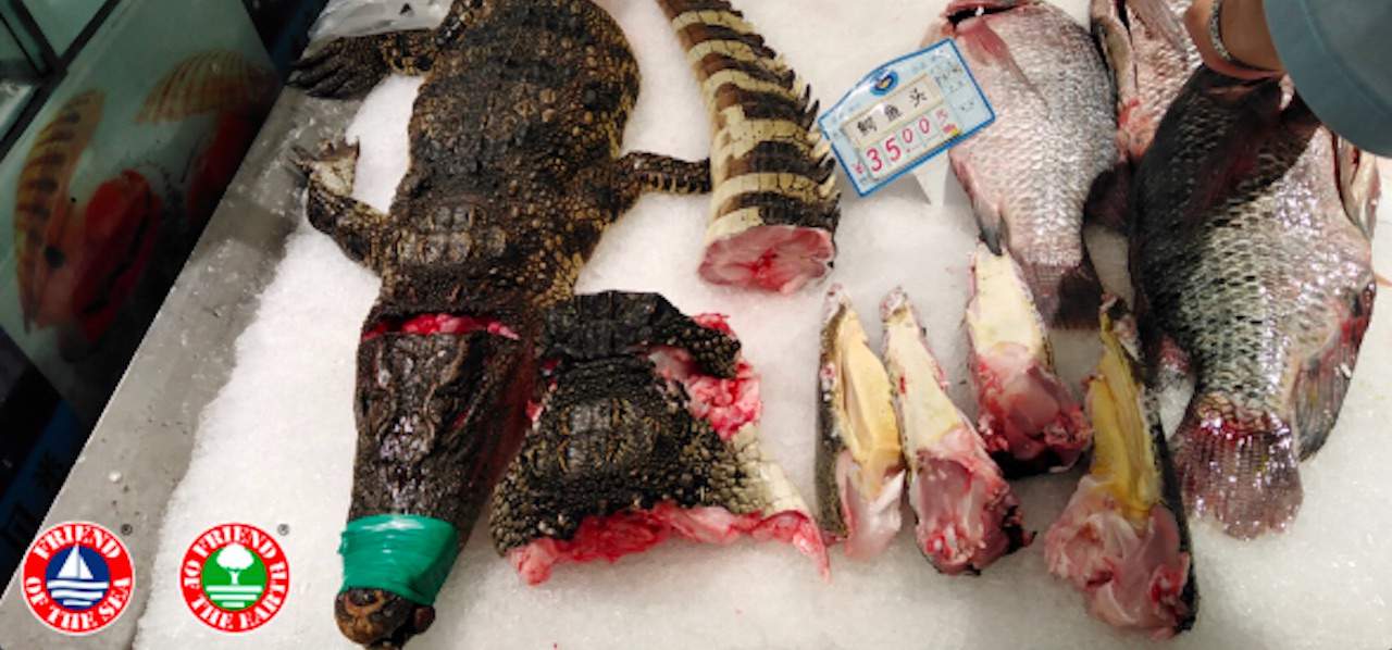 Read more about the article Petition to end China’s wildlife food markets