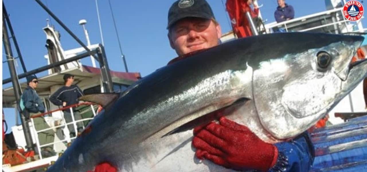 Read more about the article Southern Bluefin Association certified by Friend of the Sea