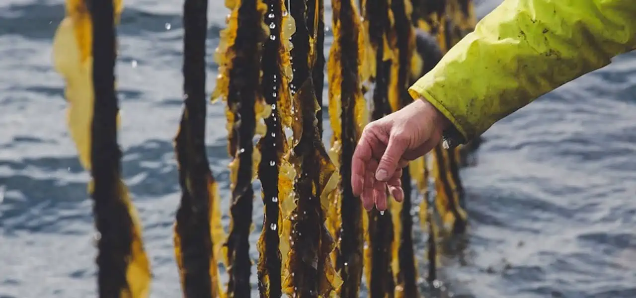 Read more about the article WWF leads funding for Faroese seaweed 