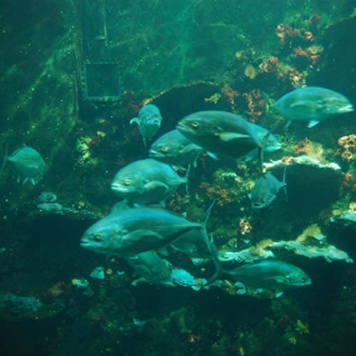 Read more about the article Commission announces deductions from 2013 fishing quotas