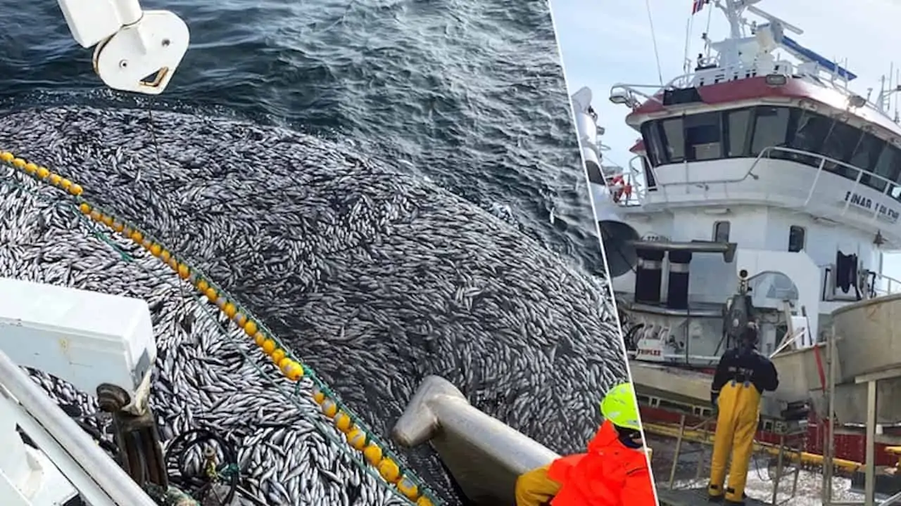 Read more about the article Norwegian mackerel season off to an early start