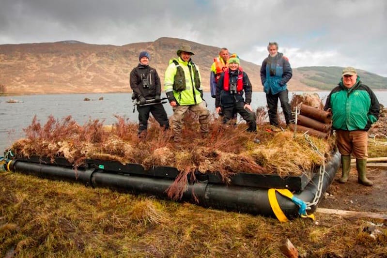 Read more about the article Rare ducks benefit from recycled fish farm rafts