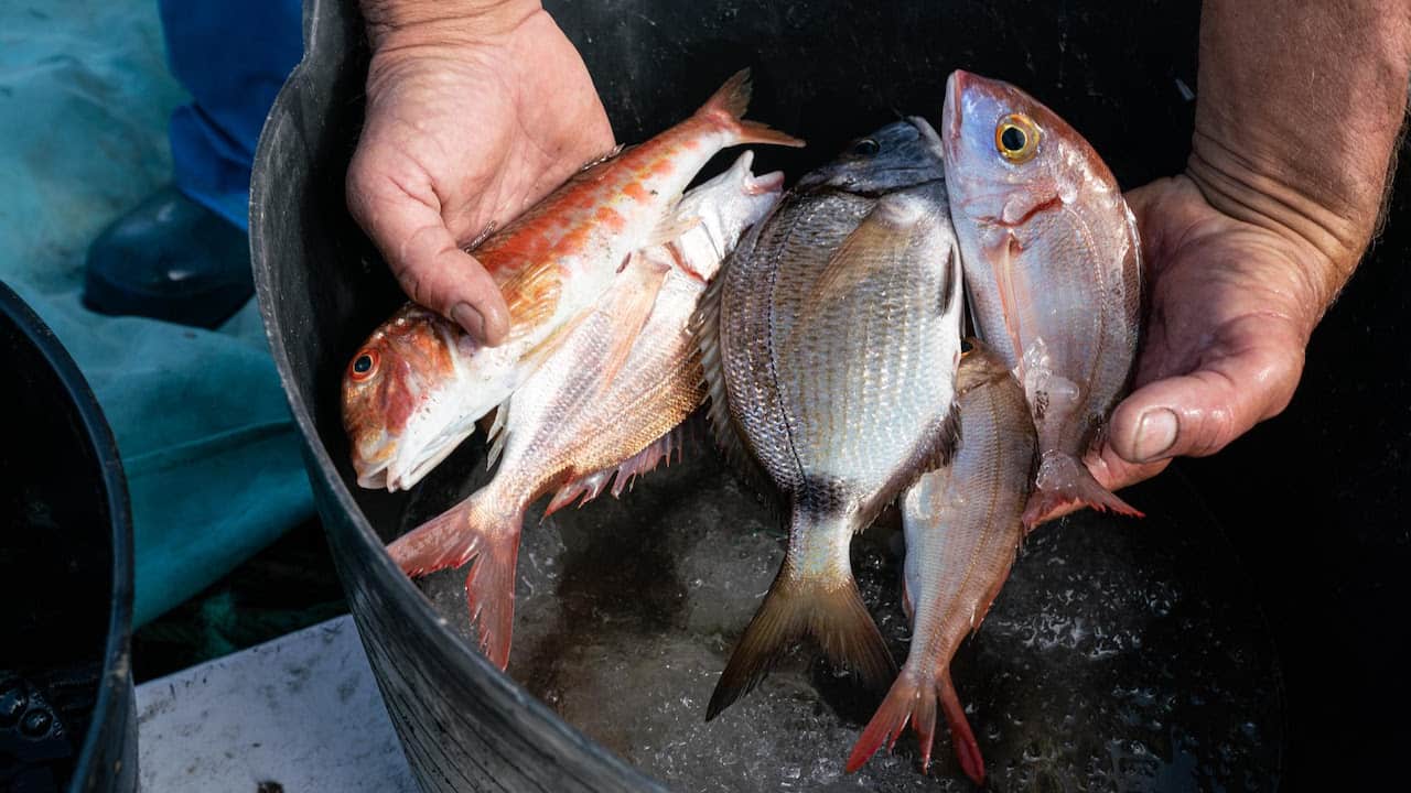 Read more about the article Unified progress on Mediterranean and Black Sea fisheries and aquaculture