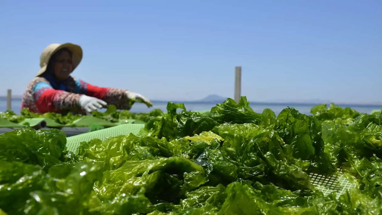 Read more about the article Seaweed – the untapped resource