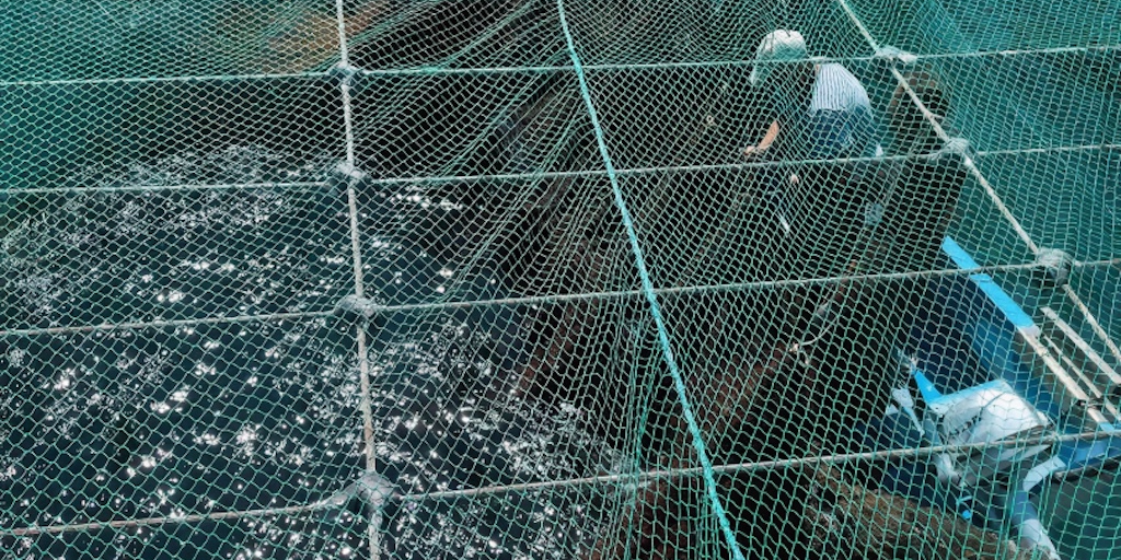 Read more about the article Pioneering integrated aquaculture in the Black Sea