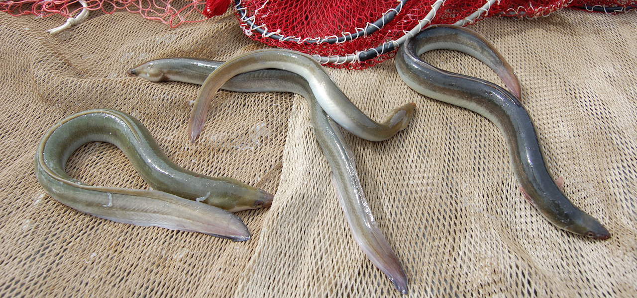 Read more about the article Mediterranean European eel programme launched