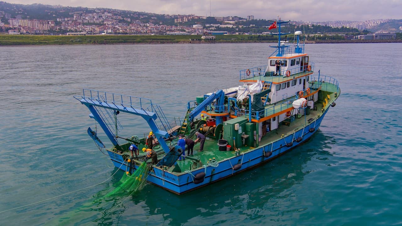 Read more about the article GFCM launches Black Sea scientific database