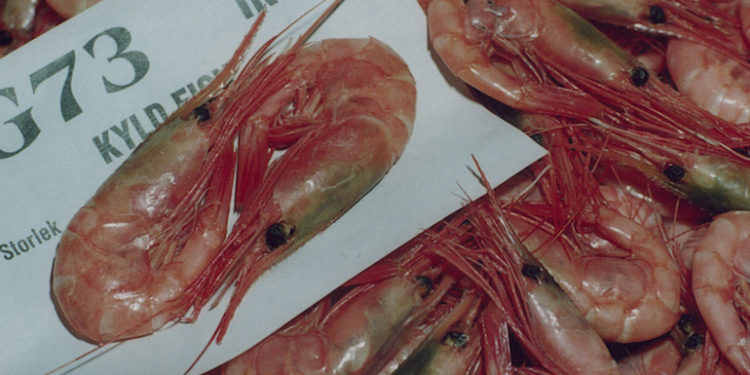 Shrimp on sale at Göteborg auction - @ Fiskerforum