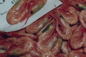 Relaxing regulations could allow pelagic vessels to switch to shrimp - @ Fiskerforum