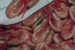 Per Sandberg wants to boost shrimp fshing in the Barents Sea - @ Fiskerforum