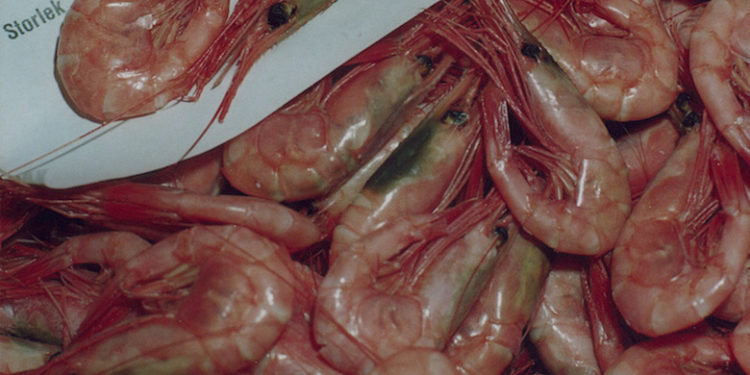 Per Sandberg wants to boost shrimp fshing in the Barents Sea - @ Fiskerforum