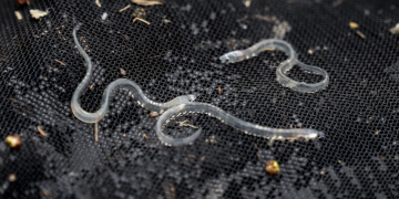 Police swoop on eel traffickers