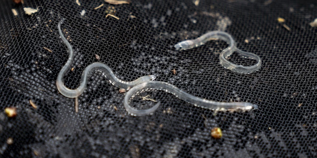 Read more about the article Police swoop on eel traffickers