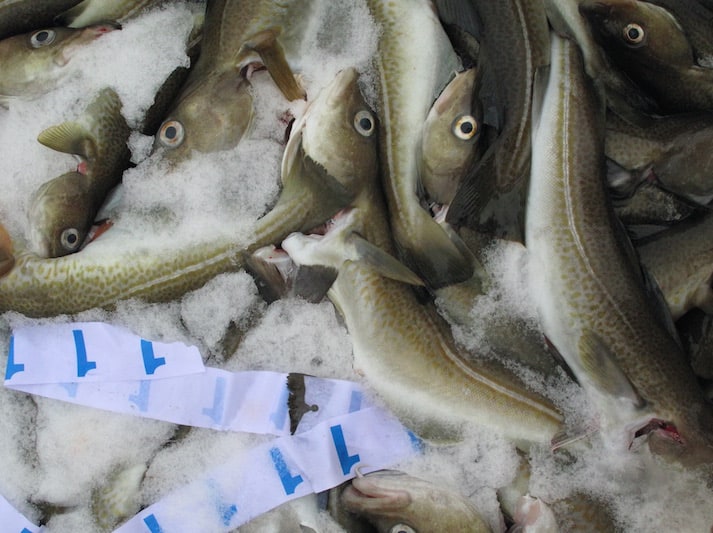 Read more about the article Groundfish production to resume at Vopnafjörður