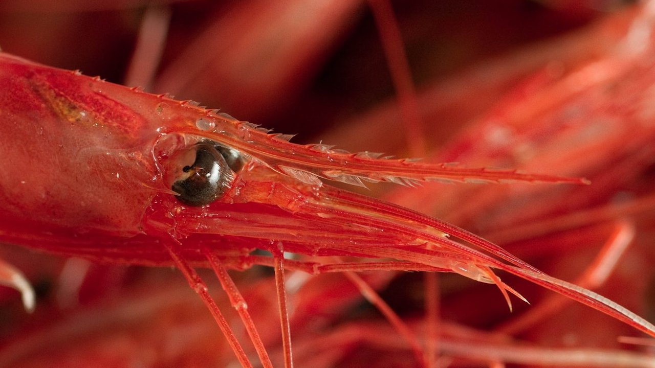 Read more about the article Reduced Barents Sea shrimp quota recommended