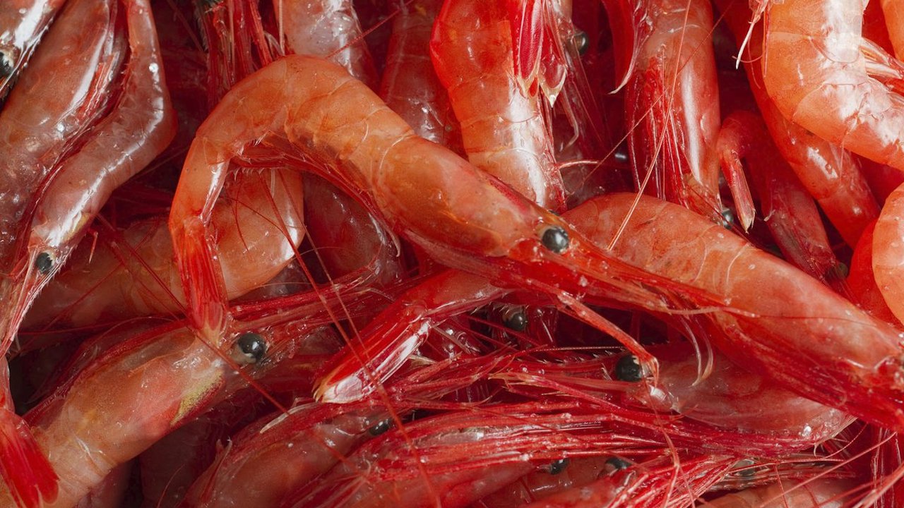 Read more about the article Increase recommended for Barents Sea shrimp quota