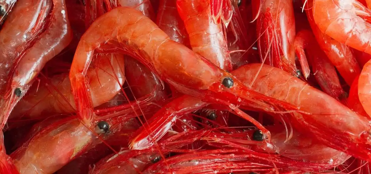 Read more about the article ICES advises more than double 2020 Barents Sea shrimp quota