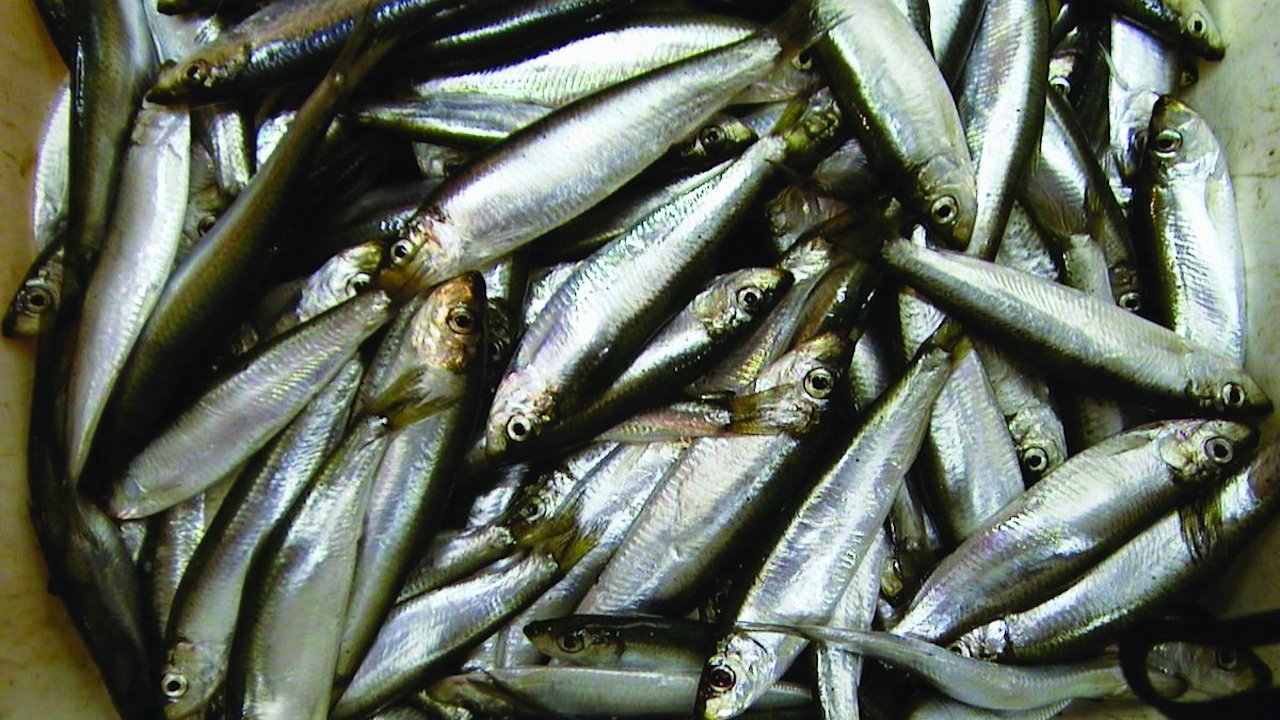 Read more about the article Sentiment over science