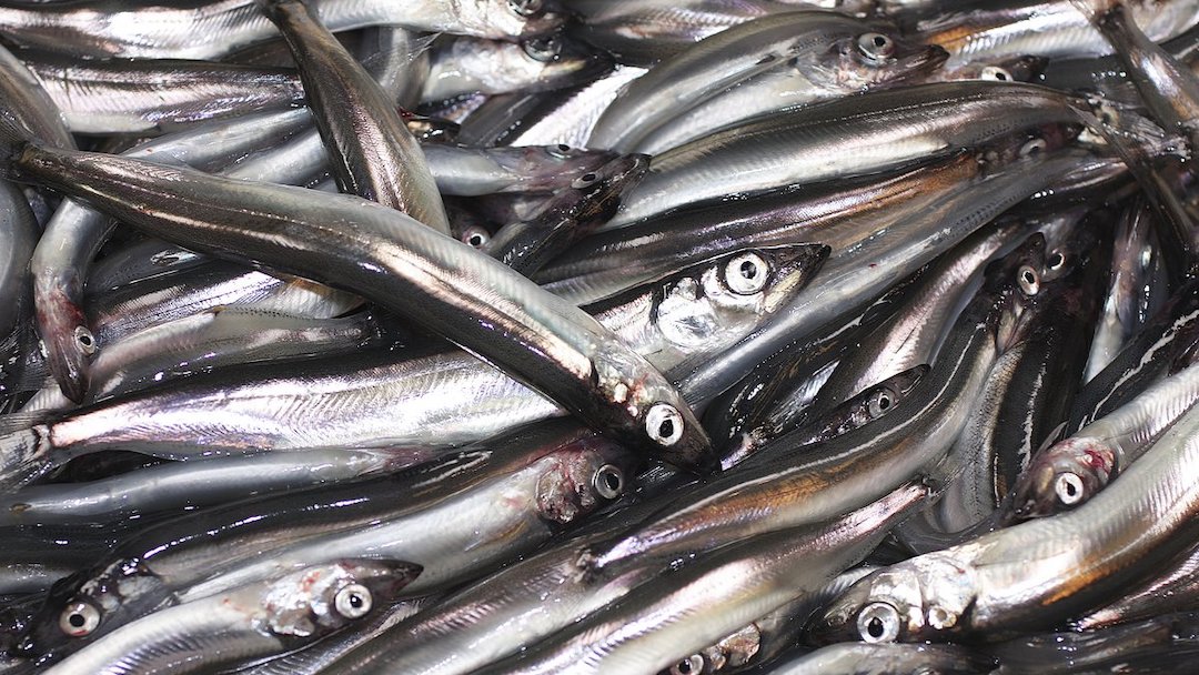 Read more about the article Zero TAC outlook for Barents Sea capelin season