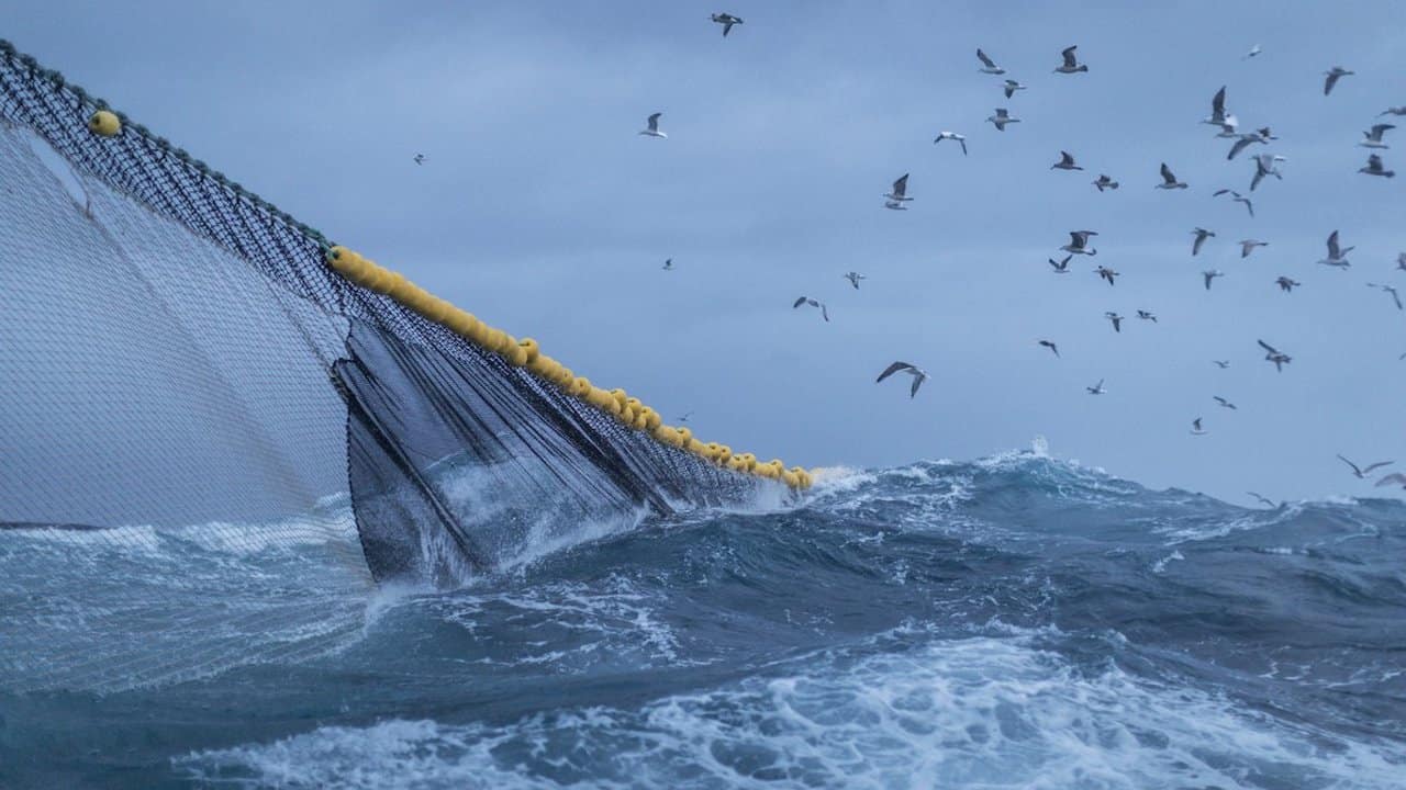 Read more about the article Climate change has implications for fisheries