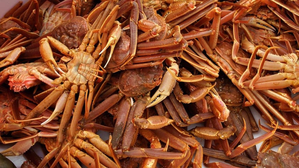 Read more about the article Supreme court rules on Svalbard crab fishery