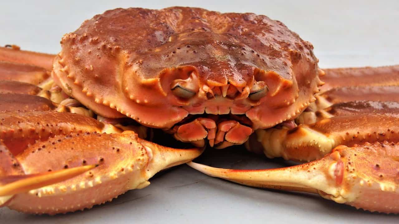 Read more about the article Institute advises snow crab quota increase