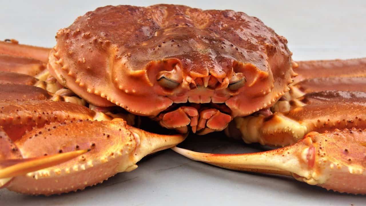 Read more about the article Advice for increased snow crab quota