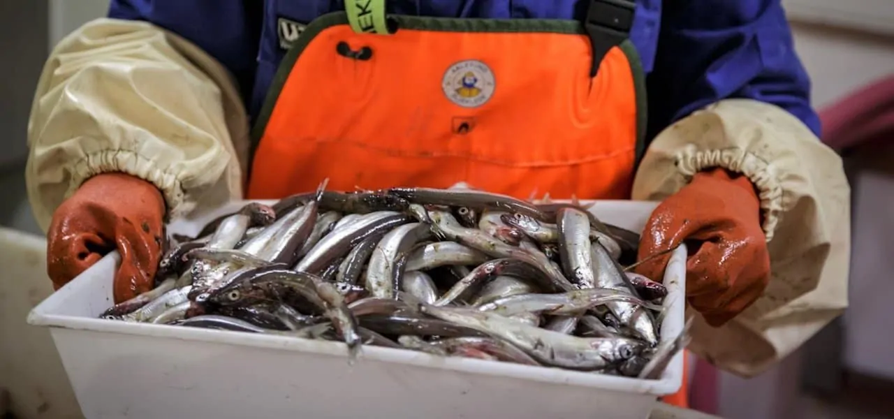 Read more about the article Zero quota for Barents Sea capelin