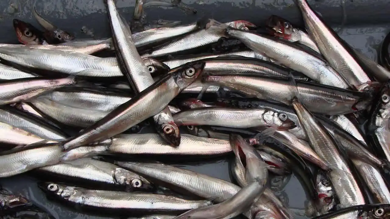 Read more about the article Highest Barents Sea capelin advice since 2018