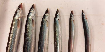 Scientists recommend zero quota sandeel fishery in Norwegian waters