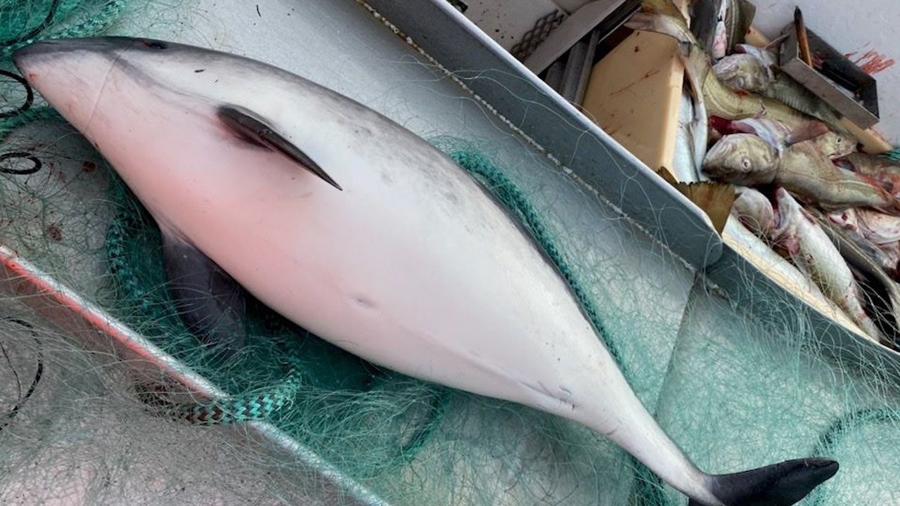 Read more about the article Are porpoises accustomed to pingers?