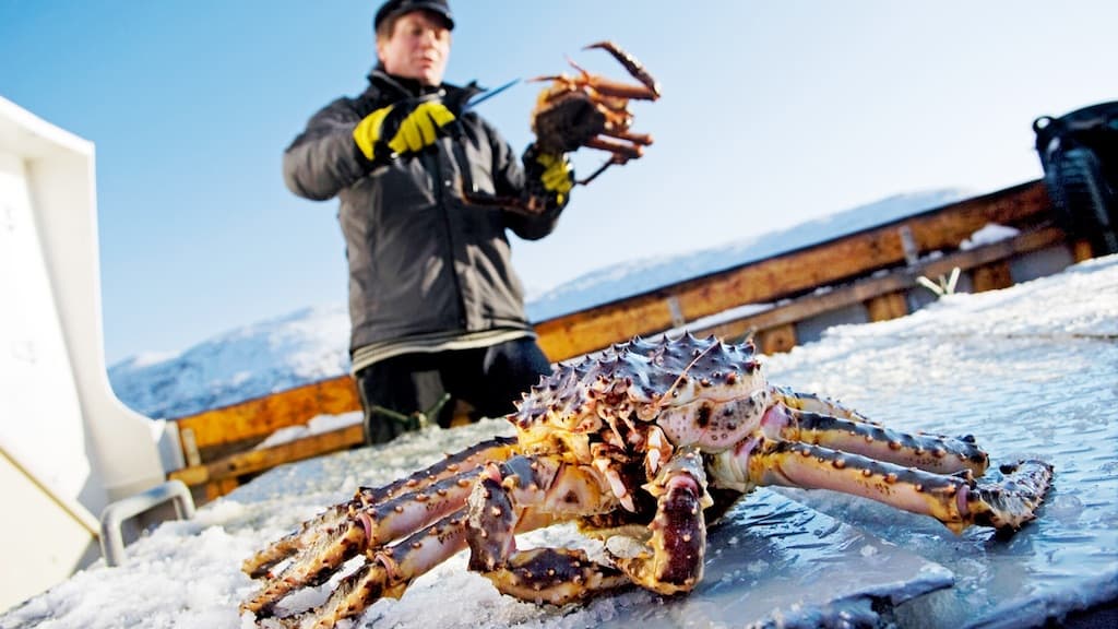 Read more about the article King crab quota increase advised