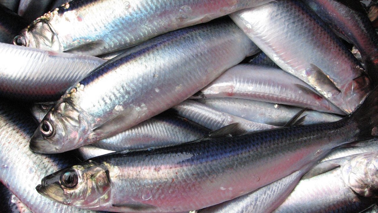 Read more about the article North Sea herring quota advice down 22.50%