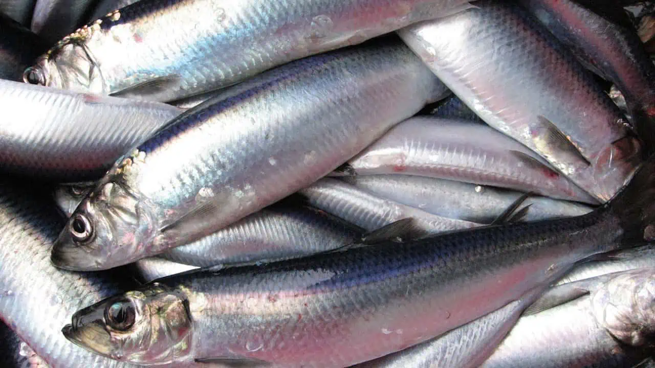 Read more about the article North Sea herring quota lift advised
