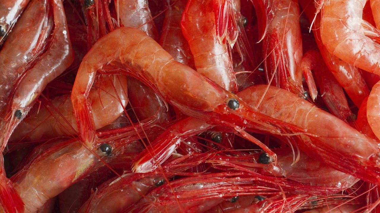 Read more about the article Proposals for Barents Sea shrimp harvesting rules