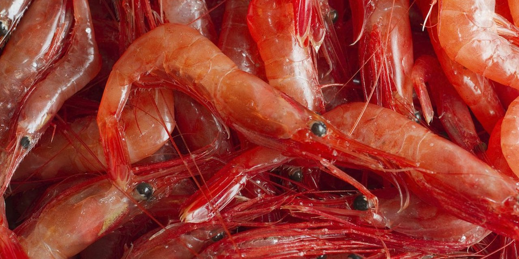 Read more about the article Institute advises 83,000-tonne Barents Sea shrimp quota
